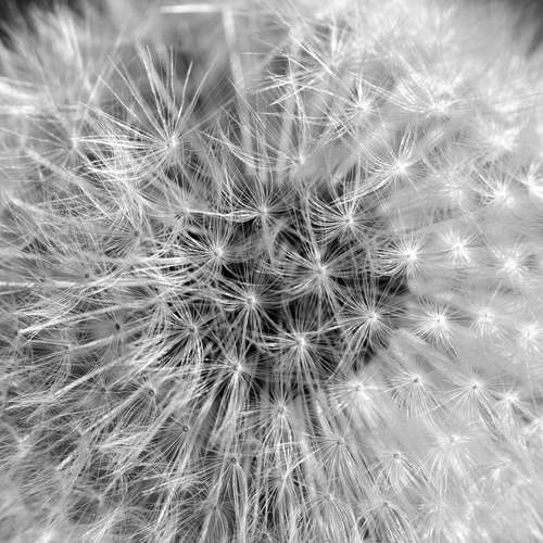 Voikukka lakastuneena